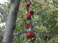 Pfirsiche (Reifezeit Ende August bis Mitte September)